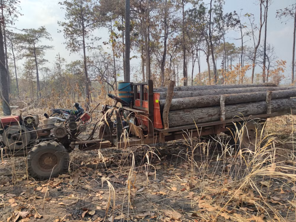 tung canh rung tu nhien o gia lai kon tum lien tuc bi tan pha hinh 3