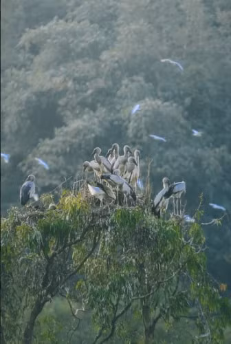 ghe tham khu du lich sinh thai thung nham xu so cua cac loai chim tai ninh binh hinh 4