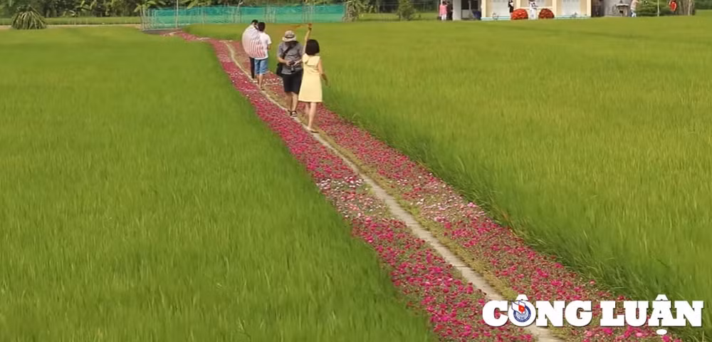 duong hoa muoi gio toa do song ao dep me ly duoc gioi tre yeu thich hinh 1