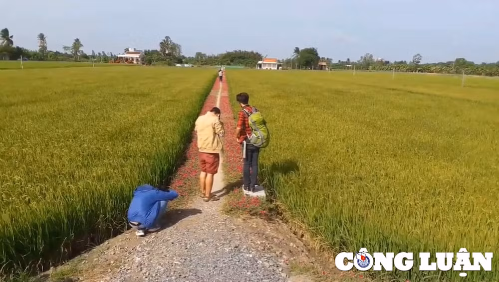 duong hoa muoi gio toa do song ao dep me ly duoc gioi tre yeu thich hinh 3