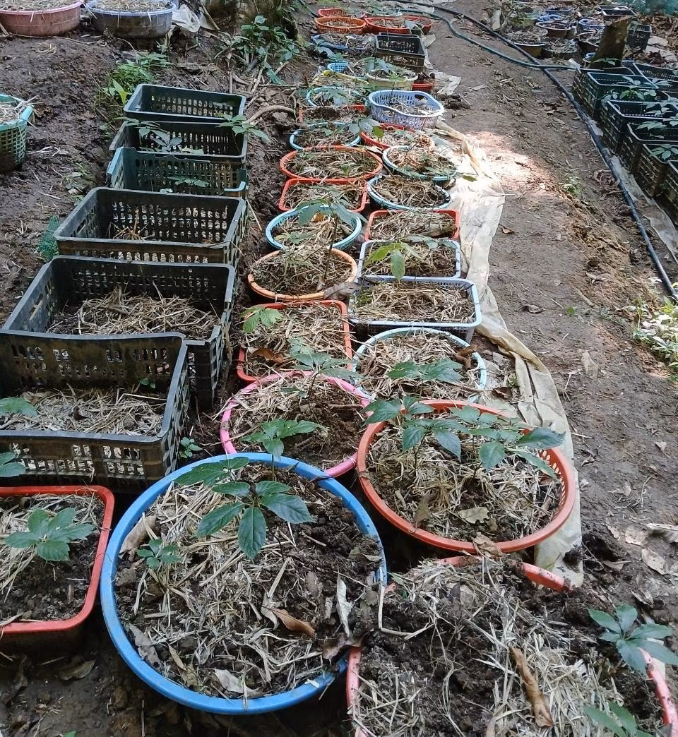 kon tum hon 800 cay sam ngoc linh cua nguoi dan bi ke gian dao trom hinh 1