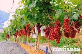 Tăng cường giám định tư pháp trong lĩnh vực nông nghiệp và môi trường