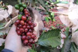 Giá cà phê hôm nay 22/12: Tăng mạnh vượt mốc 90.000 đồng/kg