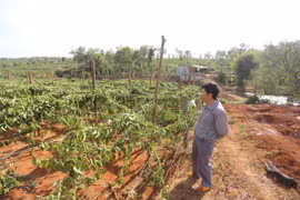 Liên tiếp xảy ra hàng loạt vụ chặt phá cây trồng ở Gia Lai