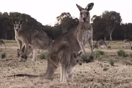 Tử vong vì bị kangaroo tấn công trong trang trại