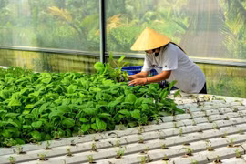 Hỗ trợ phát triển sản xuất và cải thiện dinh dưỡng, góp phần thực hiện mục tiêu giảm nghèo