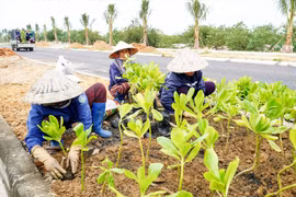 Quảng Nam: Tìm đơn vị chăm sóc, duy trì hệ thống cây xanh trên đường Võ Chí Công tại gói thầu 56 tỷ