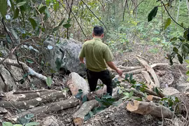 Hàng chục cây gỗ bị đốn hạ, xác định đối tượng khai thác rừng tự nhiên