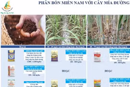 Canh tác cây mía đường hiệu quả với Phân bón Miền Nam