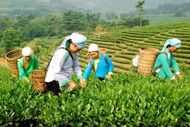 Chính sách giảm nghèo đã và đang giúp người dân nâng cao năng lực, khơi dậy nội lực để thoát nghèo