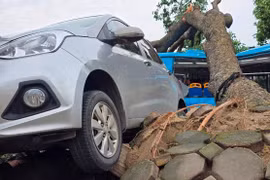 Hà Nội: Ô tô, xe buýt mắc kẹt giữa cây bật gốc, chờ giải cứu sau mưa giông