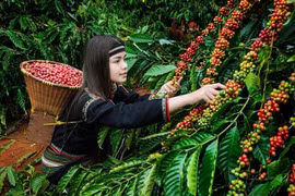 Giá nông sản hôm nay ngày 16/7/2025: Giá cà phê tăng bứt phá