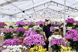 Hầu hết các mặt hàng thiết yếu phục vụ Tết không tăng đột biến