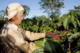 Lễ hội cà phê Buôn Ma Thuột lần thứ 9 sẽ diễn ra vào trung tuần tháng 3