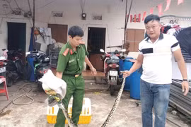 Gia Lai: Một cá thể trăn ‘khủng’ bò ngang qua Quốc lộ 14