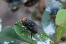 Mỹ: Thả ruồi vô sinh để ngăn chặn giòi ăn thịt đáng sợ