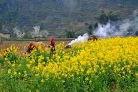 Du lịch Hà Giang tháng 2 có gì đẹp?