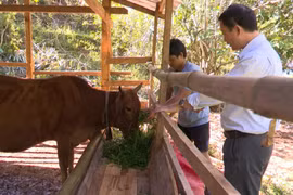 Kon Tum: Bùng phát dịch bệnh lở mồm long móng trên trâu bò