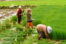 Đề xuất quy định về đối tượng được miễn thuế sử dụng đất nông nghiệp