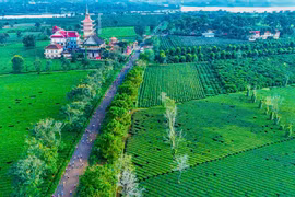 Gia Lai: Phá bỏ Biển Hồ chè thơ mộng để trồng cà phê
