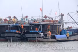 Gần 68.000 tàu thuyền, hơn 280.000 lao động được hướng dẫn tránh bão Bualoi