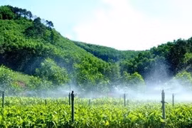 Quy định mới về phân bổ vốn phát triển kinh tế nông, lâm nghiệp bền vững