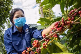 Giá nông sản hôm nay 24/10/2025: Giá cà phê tiếp đà tăng mạnh, hồ tiêu duy trì ổn định