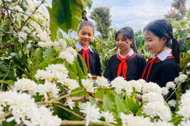 Mê mẩn mùa hoa cà phê ở Tây Nguyên, phủ trắng vùng đất đỏ bazan
