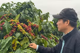 Cuộc thi Rang cà phê Việt Nam năm 2025 sẽ diễn ra vào ngày 10/3