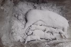 Quyết liệt chống dịch tả lợn châu Phi, không để đứt gãy nguồn thịt cuối năm