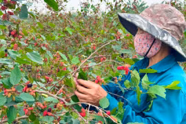 Hà Nội: Người dân huyện Phúc Thọ tất bật thu hoạch dâu tằm đầu mùa vụ