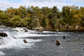 Alaska bị kiện vì cho phép săn gấu từ trực thăng