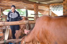 Đa dạng hóa sinh kế, giúp đồng bào dân tộc thiểu số tại Lâm Đồng giảm nghèo bền vững