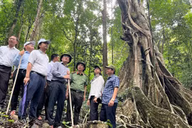 Gia Lai: Xây dựng chiến lược phát triển “núi vàng” du lịch Kon Ka Kinh