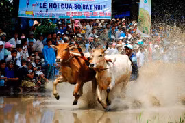 Lễ hội đua bò Bảy Núi 2025 diễn ra vào ngày 20/9 tại An Giang