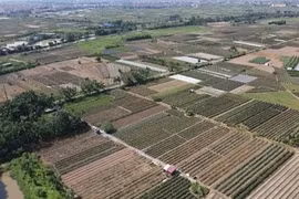 Hà Nội: Sắp đấu giá gần 20.000 m2 đất tại Hà Hồi, Thường Tín
