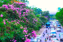 Hoa bằng lăng bung nở, khoe sắc tím khắp phố phường Thủ đô Hà Nội