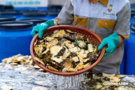 Biến vỏ dứa thành sản phẩm nước tẩy rửa đạt OCOP