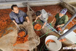 Phú Thọ: Nhộn nhịp thu hoạch cá chép đỏ tiễn ông Công ông Táo tại làng Thủy Trầm