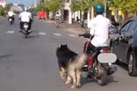 Chở 'thú cưng' trên xe máy, tài xế có thể bị phạt đến 14 triệu đồng