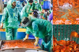 Hà Nội: Giá cá chép tăng cao, tiểu thương lo lắng trước ngày cúng ông Công, ông Táo