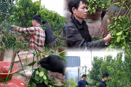Quất cảnh Tứ Liên vào mùa tạo thế mới, người làm nghề kiếm tiền triệu mỗi ngày