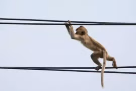 Khỉ gây mất điện toàn quốc ở Sri Lanka
