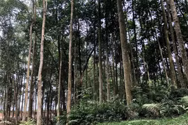 Lào Cai: Chi hơn 10 tỷ đồng hỗ trợ trồng 600 ha rừng sản xuất loài cây gỗ lớn