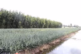 Cần Thơ: Tín dụng chính sách phát huy hiệu quả, góp phần giảm nghèo bền vững