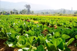 Chỉ dưới 1% diện tích rau đạt chứng nhận VietGAP