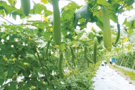 Phước Long chào đón năm mới với nhiều khát vọng