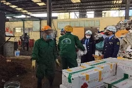 Hải Dương: Ngăn chặn hơn 1,4 tấn táo đỏ khô nhập lậu đã biến chất