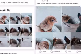 Cảnh báo tình trạng buôn bán chim hoang dã trái phép trên mạng xã hội