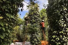 Giá nông sản hôm nay ngày 7/7/2025: Duy trì mức ổn định